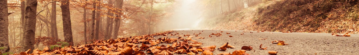 Få smukke og anderledes billeder af efteråret